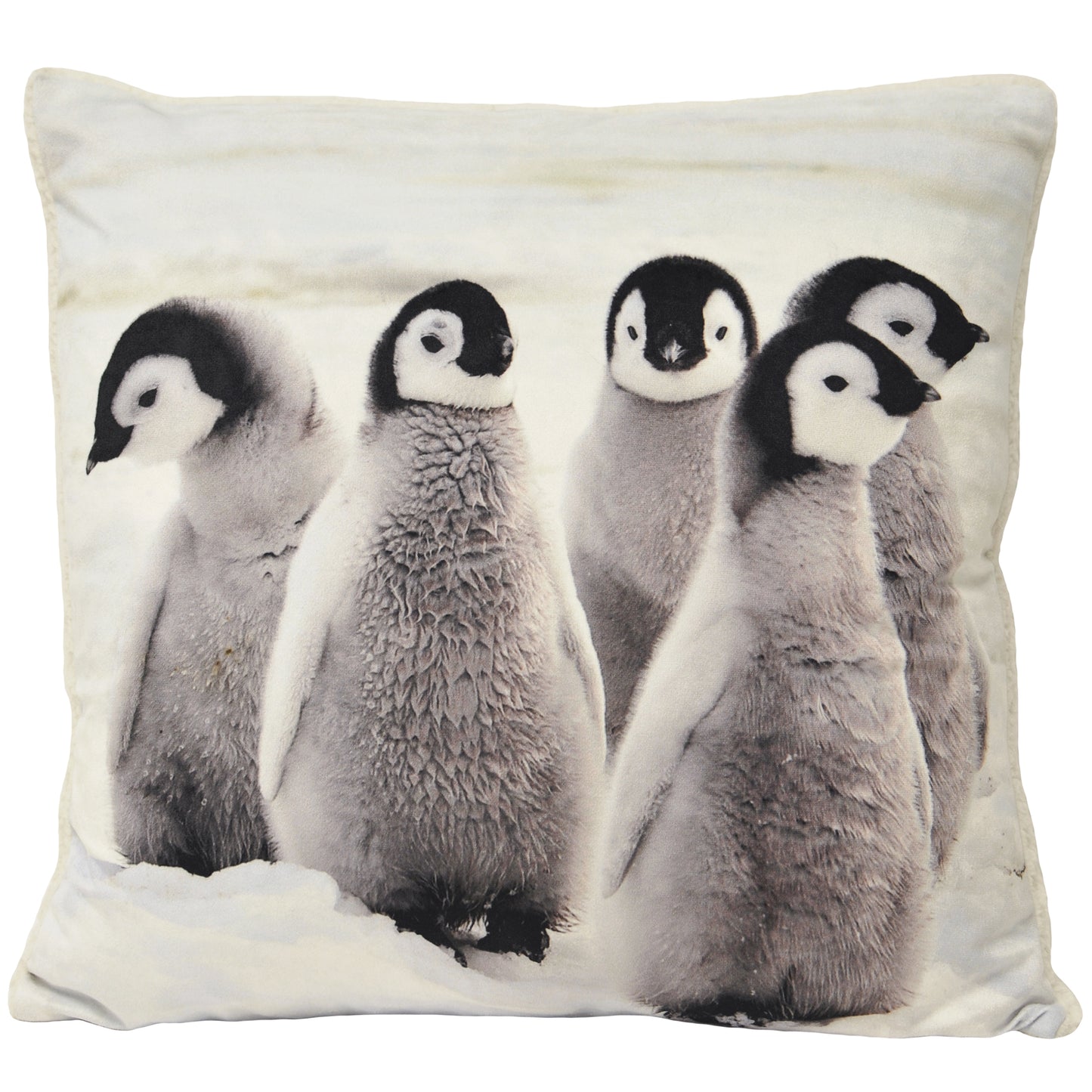 SHERPA PENGUINS 50X50 C/CASE