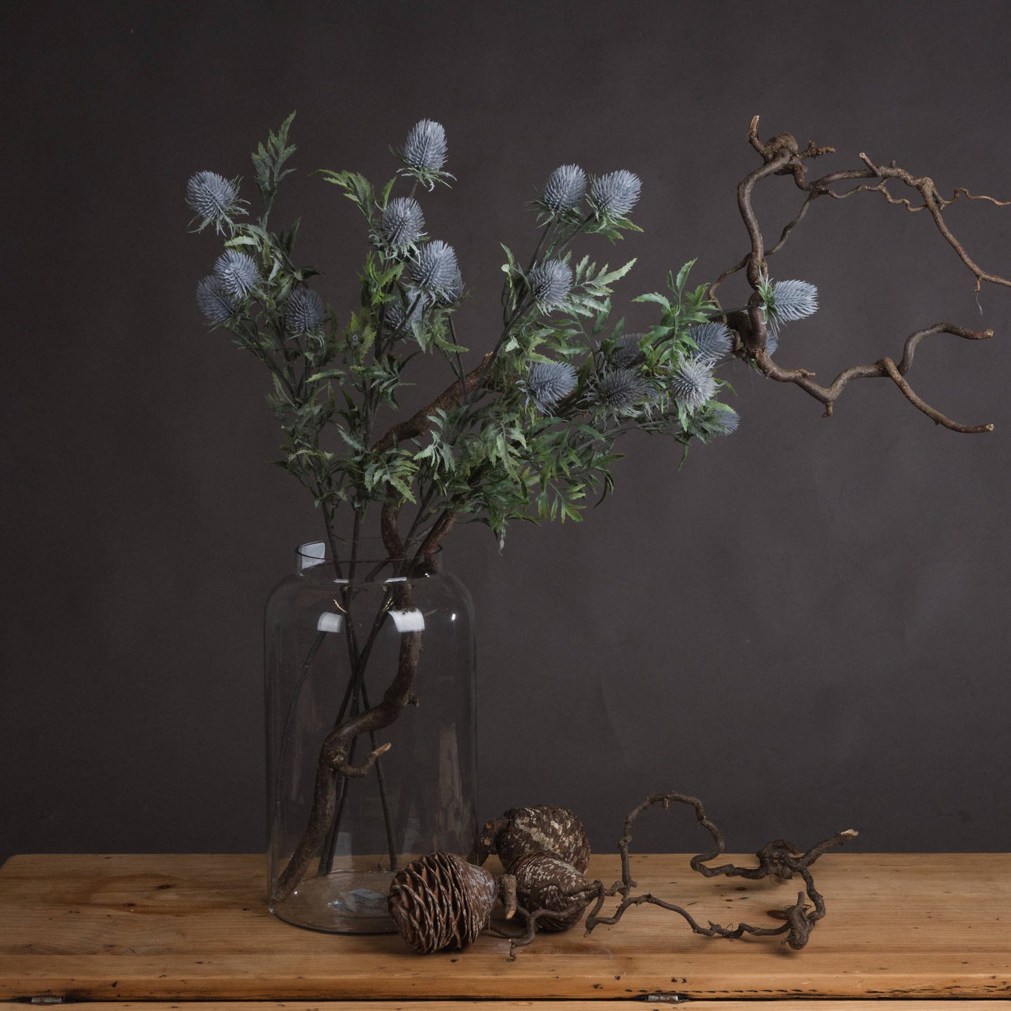 Eryngium Thistle