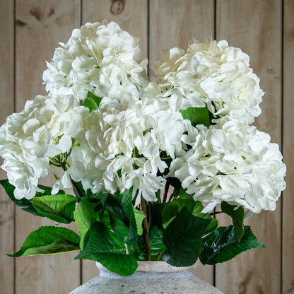 Single White Hydrangea