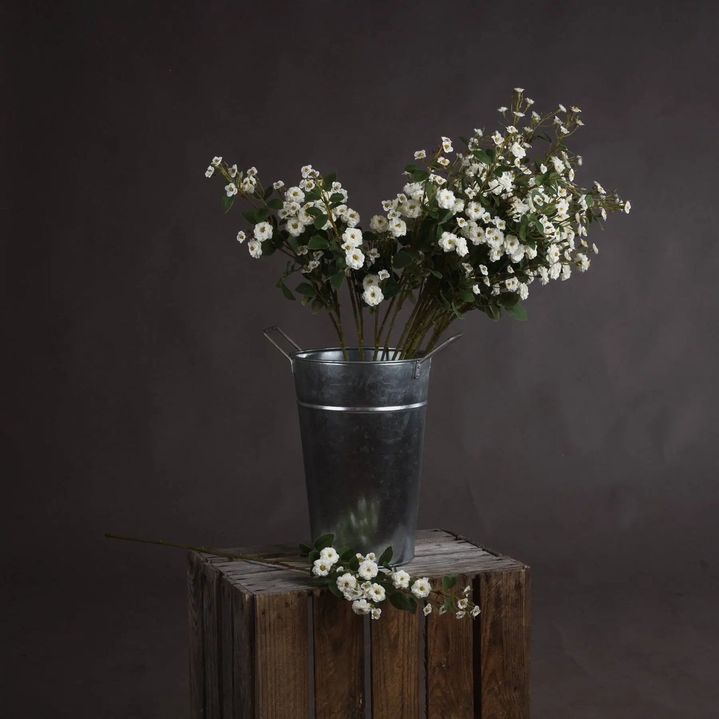 White Wild Meadow Rose